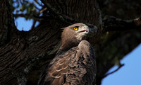 Martial eagle - Jacana