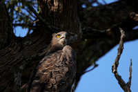 Martial eagle - Jacana