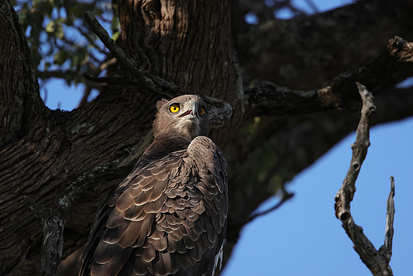 Martial eagle - Jacana
