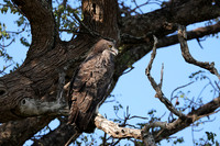 Martial eagle - Jacana