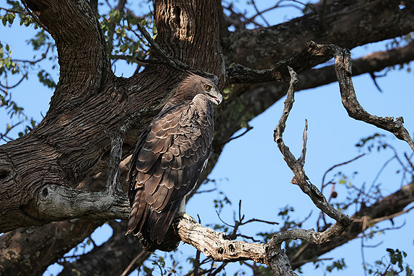 Martial eagle - Jacana