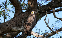 Martial eagle - Jacana
