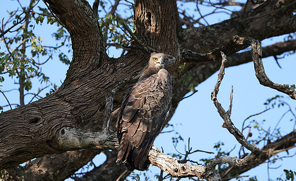 Martial eagle - Jacana