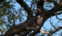 Martial eagle - Jacana