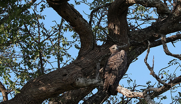 Martial eagle - Jacana