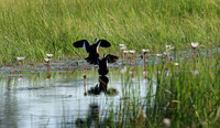 Pygmy geese - Jacana