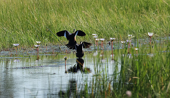 Pygmy geese - Jacana
