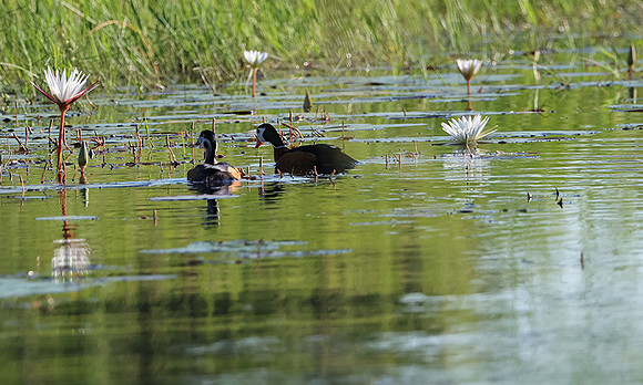 Pygmy geese - Jacana