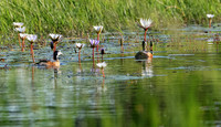Pygmy geese - Jacana