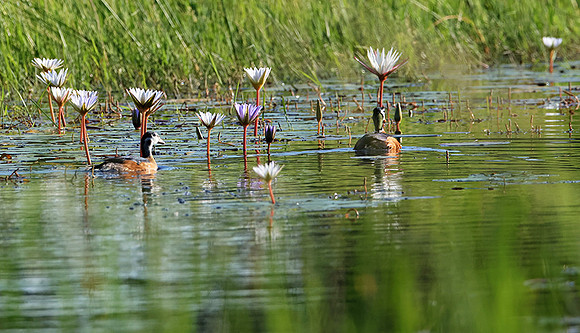 Pygmy geese - Jacana