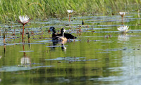 Geese