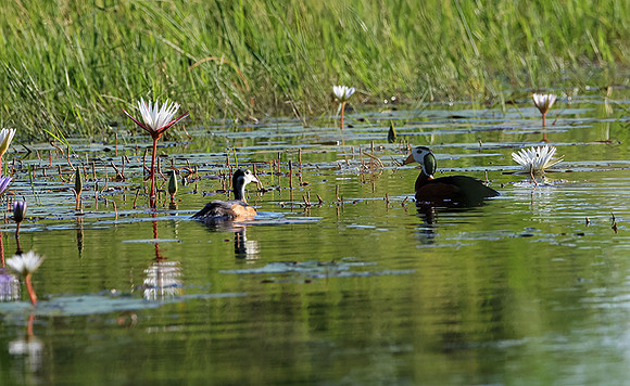 Pygmy geese - Jacana
