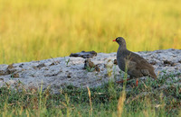Red-billed surfowl - Xigera