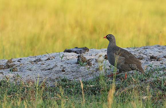 Red-billed surfowl - Xigera
