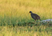 Red-billed surfowl - Xigera