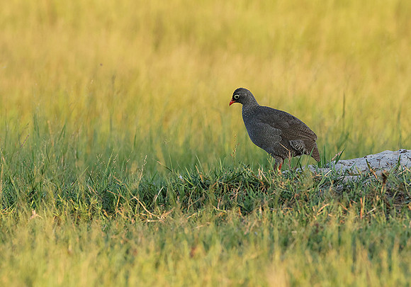 Red-billed surfowl - Xigera