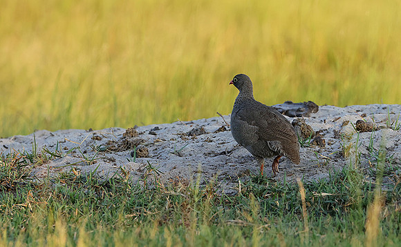 Red-billed surfowl - Xigera