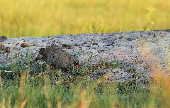 Red-billed surfowl - Xigera