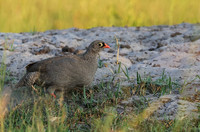Spurfowls