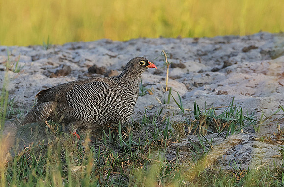 Red-billed surfowl - Xigera