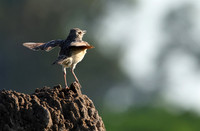 Larks