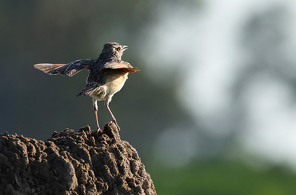 Rufous-naped lark - Nxabega