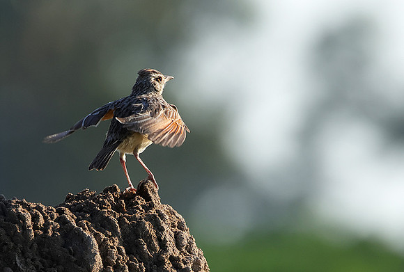 Rufous-naped lark - Nxabega