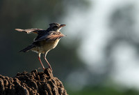 Rufous-naped lark - Nxabega