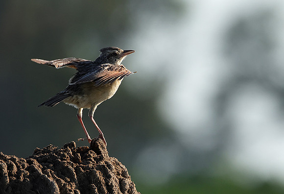Rufous-naped lark - Nxabega