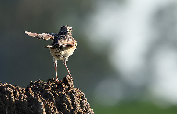 Rufous-naped lark - Nxabega