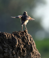 Rufous-naped lark - Nxabega