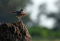 Rufous-naped lark - Nxabega