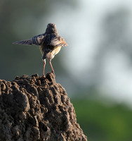 Rufous-naped lark - Nxabega