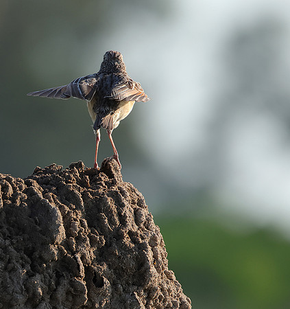 Rufous-naped lark - Nxabega