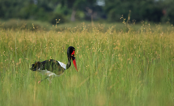 Saddle-billed stork - Jacana