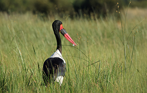 Saddle-billed stork - Jacana