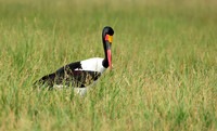 Saddle-billed stork - Jacana