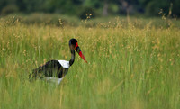 Saddle-billed stork - Jacana