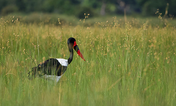 Saddle-billed stork - Jacana
