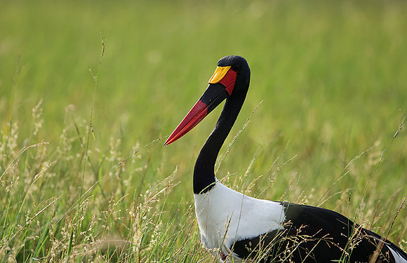 Saddle-billed stork - Jacana