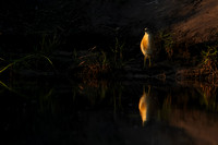 Squacco heron - Jacana