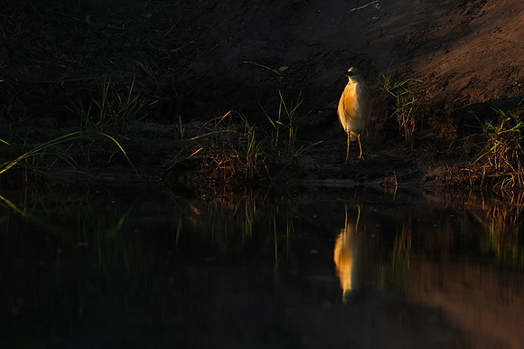 Squacco heron - Jacana