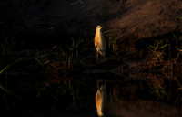 Squacco heron - Jacana