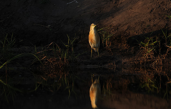 Squacco heron - Jacana
