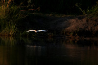 Squacco heron - Jacana