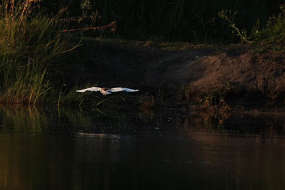 Squacco heron - Jacana