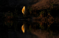 Squacco heron - Jacana