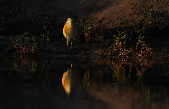 Squacco heron - Jacana