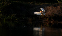 Squacco heron - Jacana