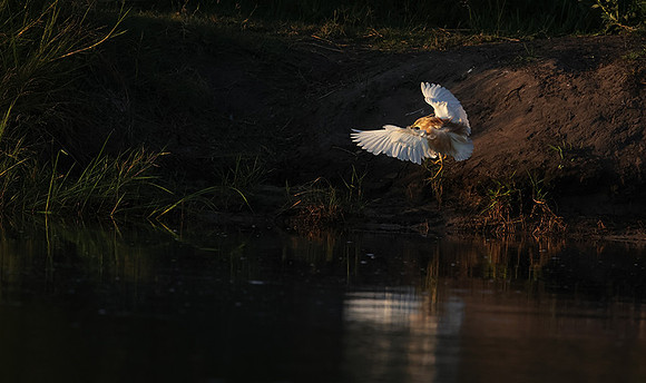 Squacco heron - Jacana